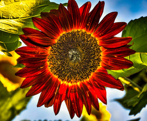 Sunflowers at the field