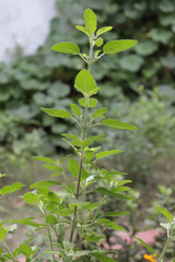 Basil flower, stalk and leaves image