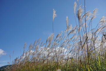Fototapeta premium Japanese Pampas Grass(Susuki grass) blown by the wind