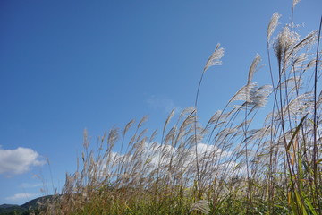Japanese Pampas Grass(Susuki grass) blown by the wind