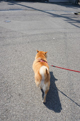 散歩中の柴犬