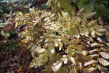 An amazing autumn season landscape of  Japanese mountains, Nagano, Japan, national nature park