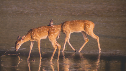 Group of deer in a creek