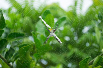 spider on the web