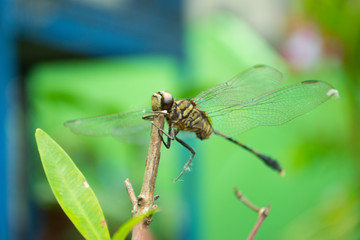dragonfly on a leaf