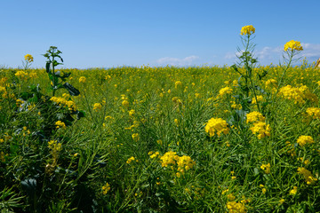 ソレイユの丘の菜の花畑