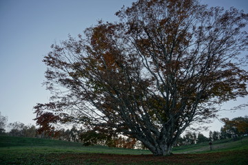 Autumn color tree called KAEDE, in the beautiful green field of Japan