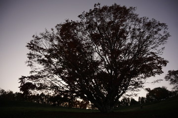 Fototapeta na wymiar Autumn color tree called KAEDE, in the beautiful green field of Japan