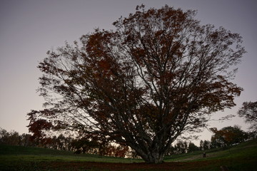 Autumn color tree called KAEDE, in the beautiful green field of Japan