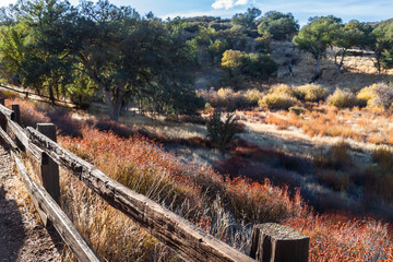 Fototapeta na wymiar Oak Trees and California Buckwheat Growing in Chaparral on The North Wilderness Trail, Pinnacles National Park, California, USA
