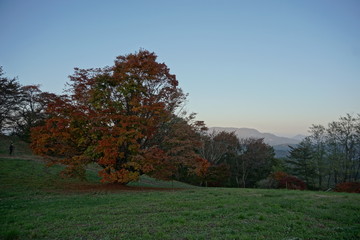 Obraz premium Autumn color tree called KAEDE, in the beautiful green field of Japan