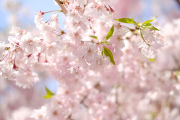 Naklejka premium しだれ桜