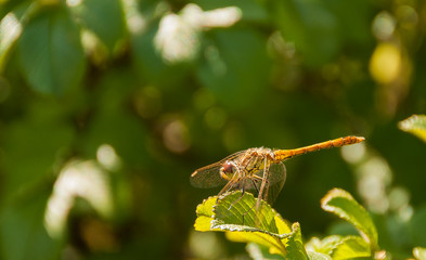 Ważka, trzepla zielona na liściach © Radek