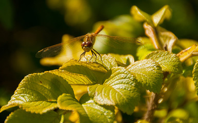 Ważka, trzepla zielona na liściach © Radek