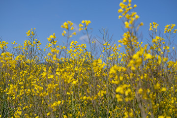 Obraz premium 菜の花畑