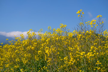 菜の花畑