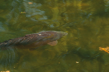 Karp lustrzeń w stawie tuż pod powierzchnią wody	