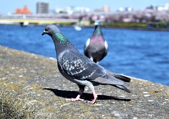 Pigeons perching on a concrete railing of a walkway beside a river