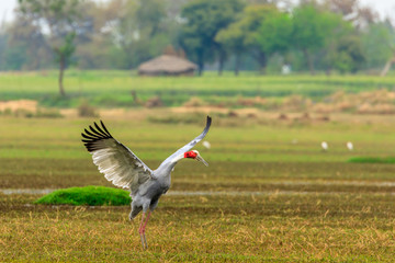 Fototapeta premium Wings spread of a Sarus Crain