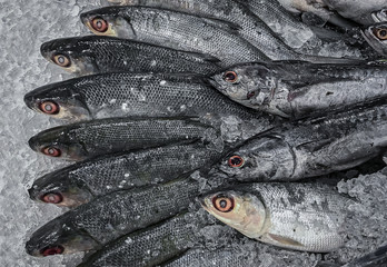 close up of mackerel fishes