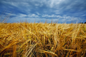 Fototapeta na wymiar A large field of ripe wheat against the background of the stormy sky.