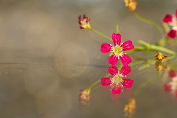 beautiful flower Gypsophila,Valentine's Day,bouquet,Abstract Light Bokeh Background Soft golden lights Abstract bokeh,blur,Soft focus.
