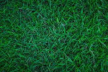 Green grass texture and pattern