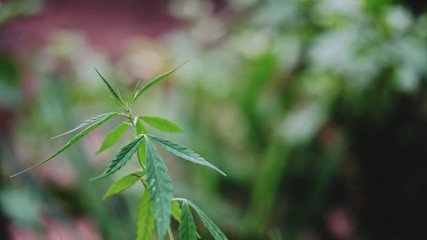 close up of grass