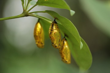 Obraz premium Close-up of three golden-coloured butterfly pupae underneath leaves, with one in focus and the other two blurred