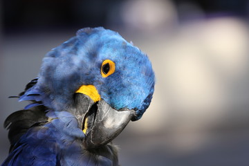 Close-up of blue-feathered hyacinth macaw preening itself with right eye visible and blurred background