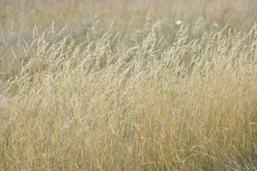 dry grass