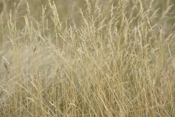 dry grass