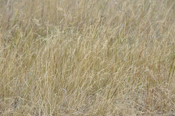 dry grass