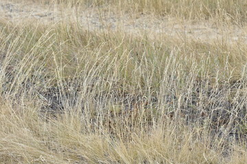 Fototapeta premium dry grass