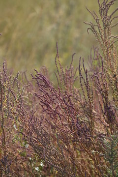 Red Grass