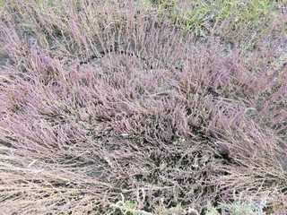 red grass