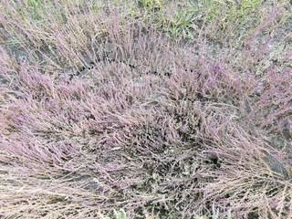 red grass