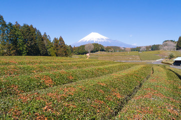 Fototapeta premium 茶畑と富士山