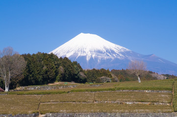 Fototapeta na wymiar 茶畑と富士山
