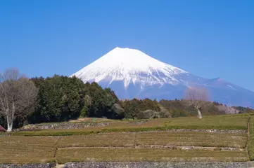 Foto op Canvas 茶畑と富士山 © kazu8