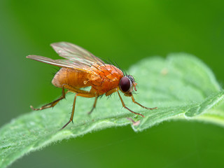 P1010034 bright orange fly, Thricops diaphanu, on a green leaf, Deas Island, BC cECP 2020