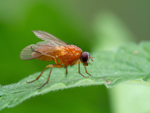 P1010043 Bright Orange Fly, Thricops Diaphanu, Cleaning Its Wings, Deas Island, BC CECP 2020