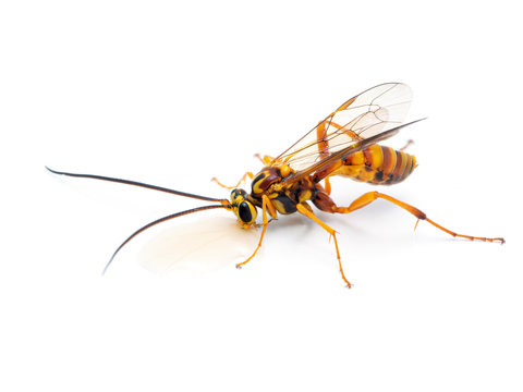 P1010044 ichneumonid parasitoid wasp, Banchus sp., drinking honey. Delta, British Columbia, Canada cECP 2020