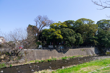 伊東市の松川遊歩道