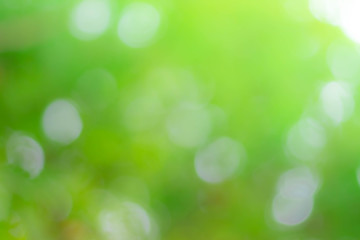 blurred Abstract natural greenery bokeh background in the forest with copy space using as background natural green plants landscape, ecology, fresh wallpaper concept.