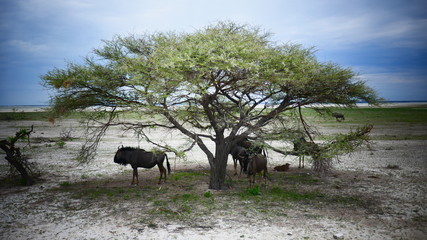 etosha2