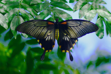 Asian Swallowtail