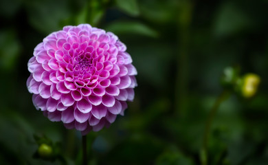 Pink Dahlia