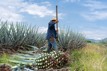 El jimador está cortando las hojas de una planta de agave.