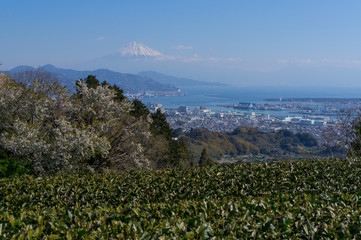 日本平の茶畑と富士山